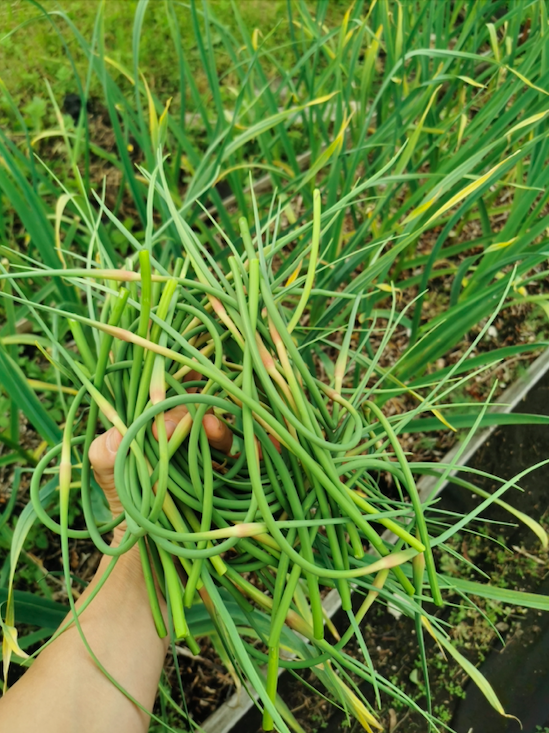 Küüslauguõite aegu